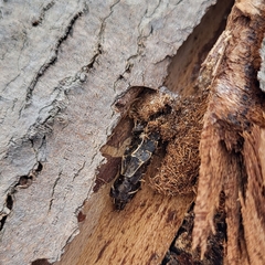 Pyractomena borealis