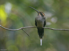 Phaethornis eurynome