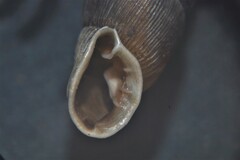 Laciniaria plicata