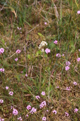 Micranthes integrifolia