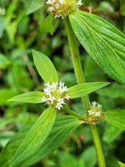 Mitracarpus polygonifolius