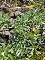 Helichrysum luteoalbum