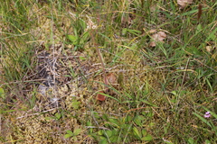 Micranthes integrifolia