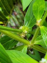 Mitracarpus polygonifolius