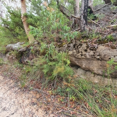 Bossiaea lenticularis