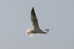 Chroicocephalus genei