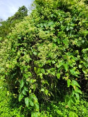 Mikania cordifolia