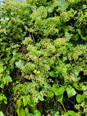 Mikania cordifolia