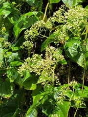 Mikania cordifolia