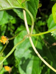 Mikania cordifolia