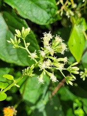 Mikania cordifolia