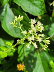Mikania cordifolia