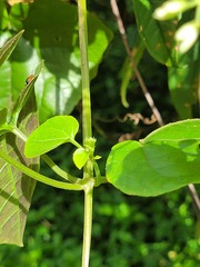 Mikania cordifolia