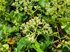 Mikania cordifolia