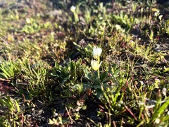 Primula clevelandii