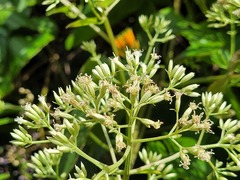 Mikania cordifolia