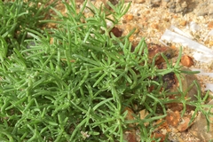 Mesembryanthemum nodiflorum