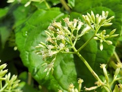 Mikania cordifolia