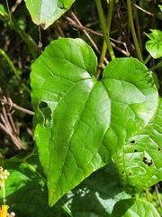 Mikania cordifolia