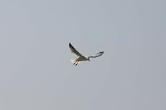 Chroicocephalus genei