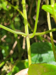 Mikania cordifolia