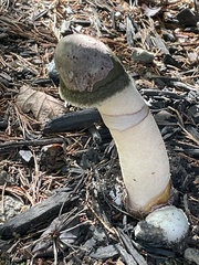 Phallus