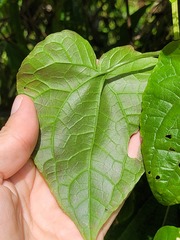 Mikania cordifolia