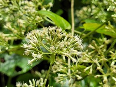 Mikania cordifolia