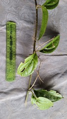 Mikania gleasonii
