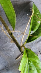 Mikania gleasonii