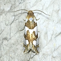 Pelochrista quinquemaculana