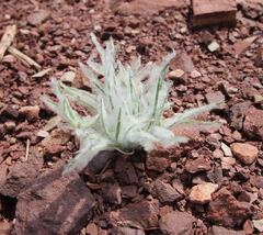 Scleropogoninae