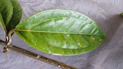 Mikania gleasonii
