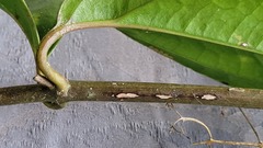 Mikania gleasonii