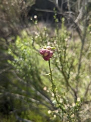 Rhopalomyia californica
