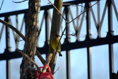 Chloris chloris