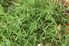 Mesembryanthemum nodiflorum