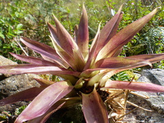 Tillandsia complanata