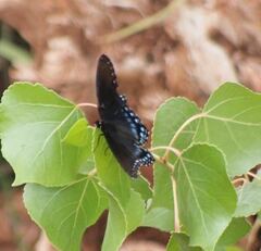 Limenitis arthemis arizonensis