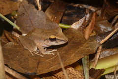 Pristimantis charlottevillensis