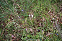 Lithophragma parviflorum
