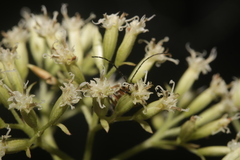 Mikania cordifolia
