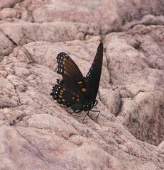 Limenitis arthemis arizonensis