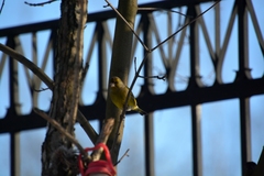 Chloris chloris