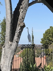 Ardea alba