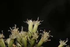 Mikania cordifolia