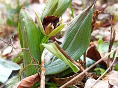 Ophrys sphegodes