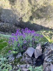 Boechera breweri