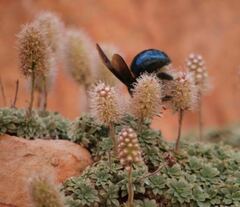 Xylocopa californica arizonensis
