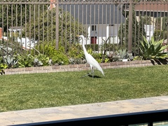 Ardea alba